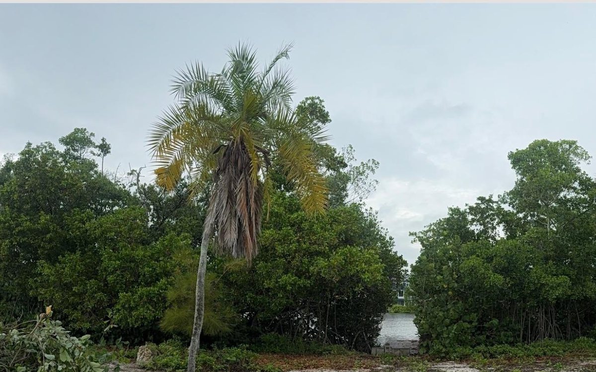 Dense waterfront vegetation blocking access and the view