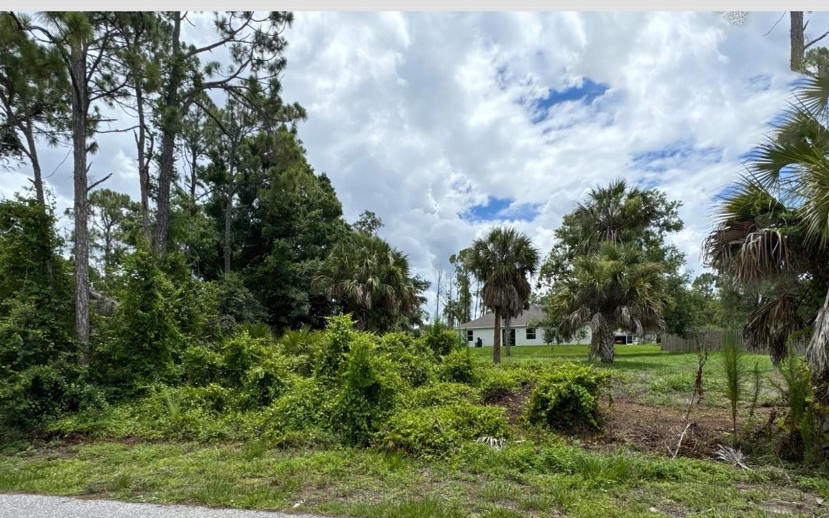 An overgrown Florida lot dense with brush and invasive growth before clearing