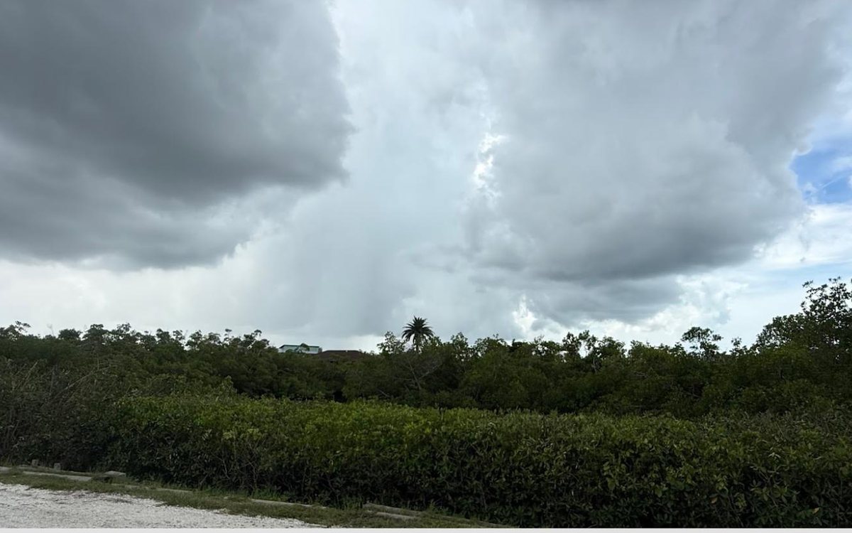 The same mangrove stand cut back to an even, maintainable height, reopening the view over the top