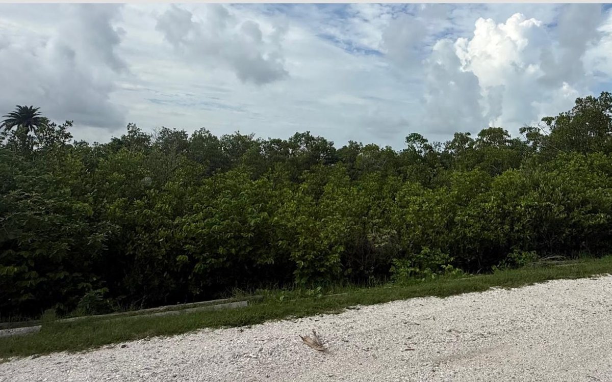 A dense stand of mangroves grown high along the edge of a shell road before trimming