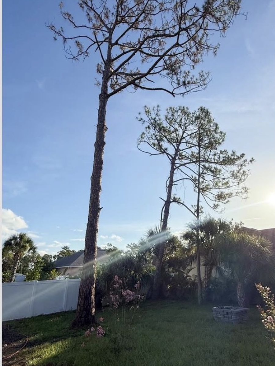 A tall dead pine standing over a back garden before removal