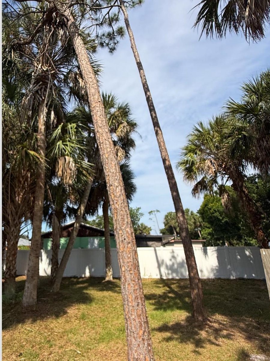 A tall leaning trunk among palms in a fenced back garden